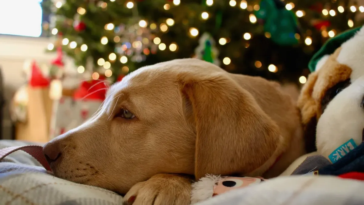 A gray-muzzled golden retriever lying calmly on a dog bed in a sunlit living room