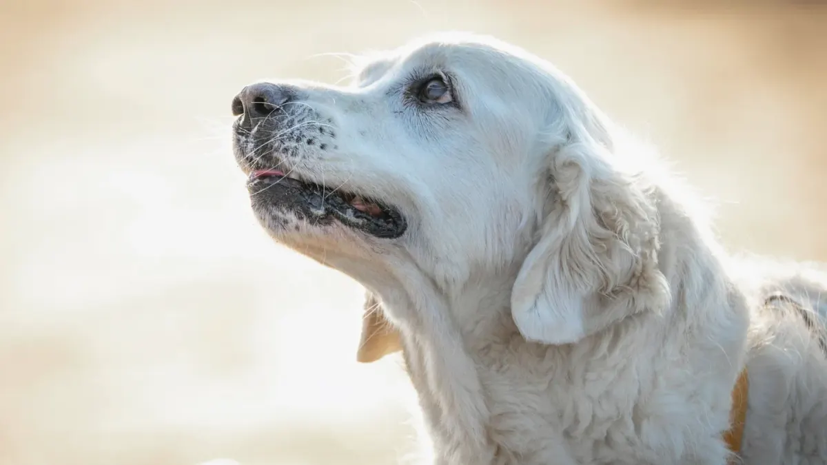 A gray-muzzled senior dog lifts his head sharply, startled, on a living room floor