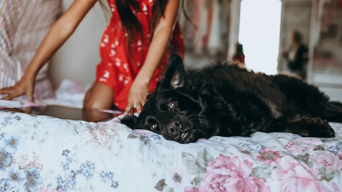 A gray-muzzled senior dog lying on an orthopedic bed near a sunlit window