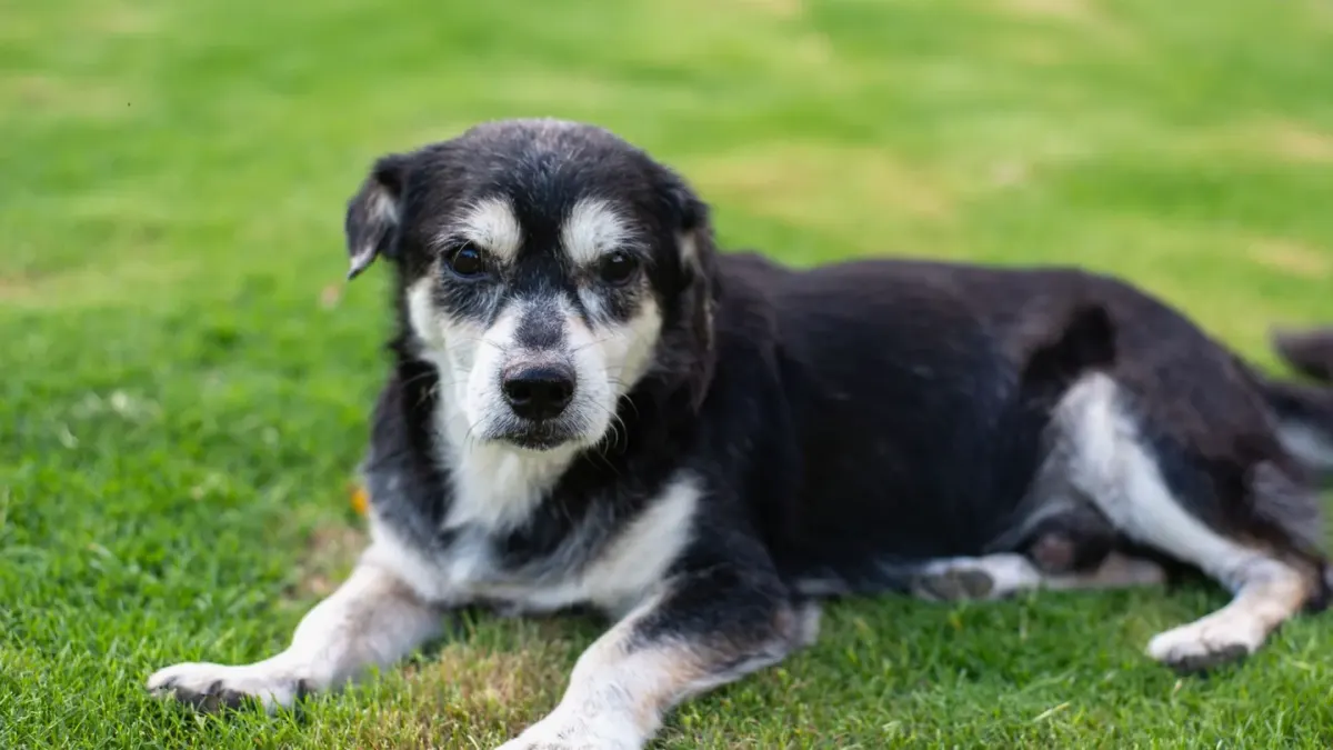A gray-muzzled senior dog resting calmly on an orthopedic bed
