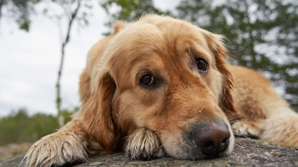 A graying senior golden retriever lying on an orthopedic dog bed