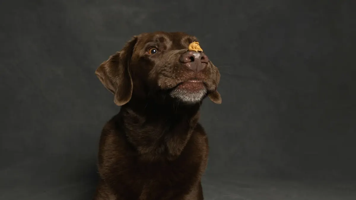 A hand offering a small cube of cheese to a seated dog