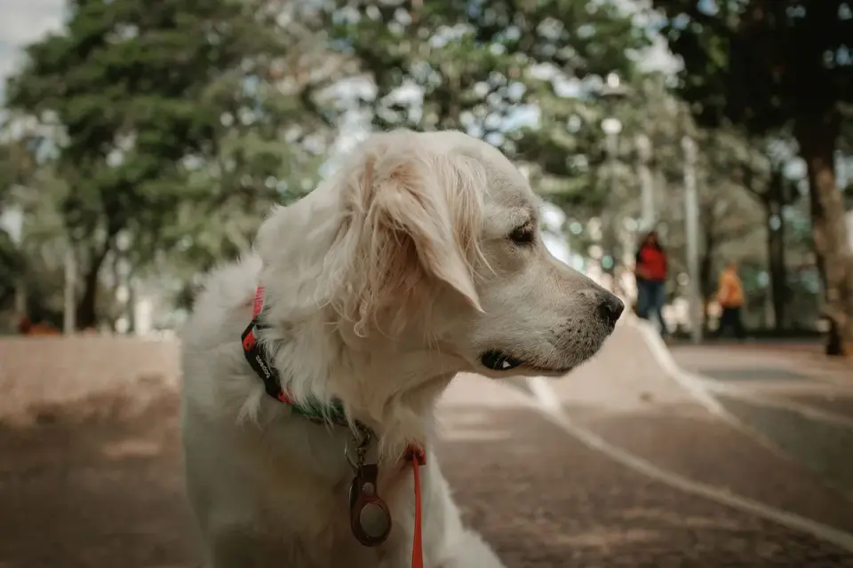 A Labrador retriever pausing at the top of outdoor stairs