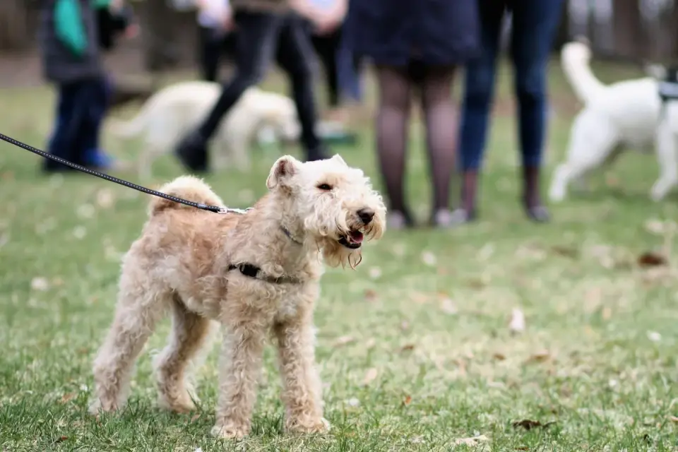 A large-breed puppy walking beside its owner on grass