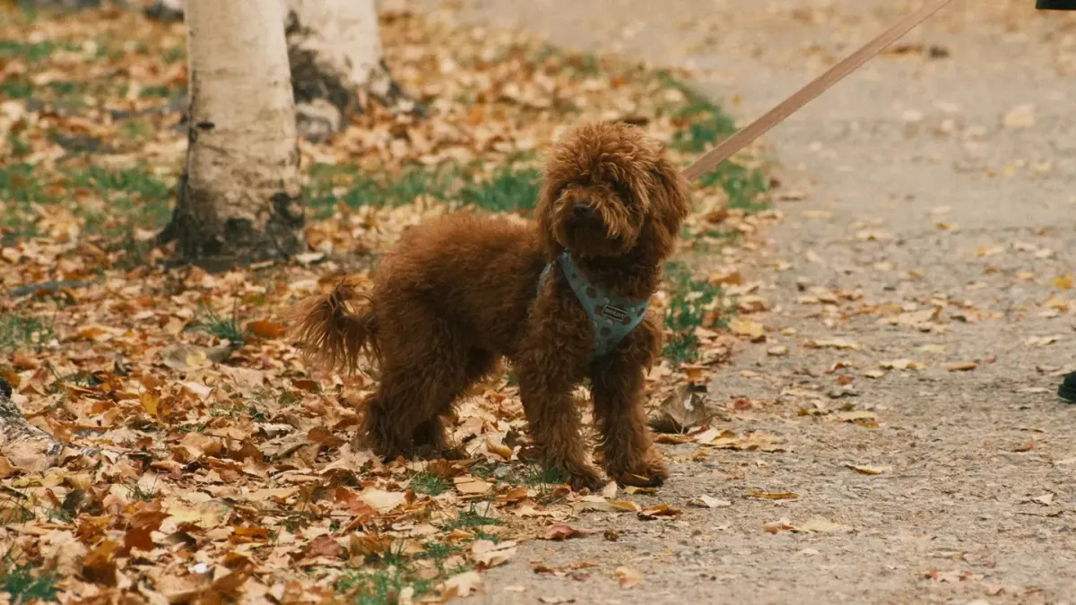A leashed dog barking and pulling toward another dog on a sidewalk