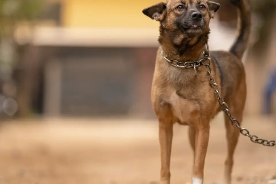A leashed dog sitting calmly while watching another dog approach from a distance