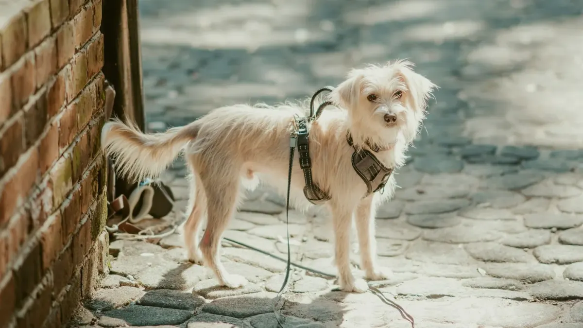 A leashed dog standing alert on a sidewalk, watching something in the distance