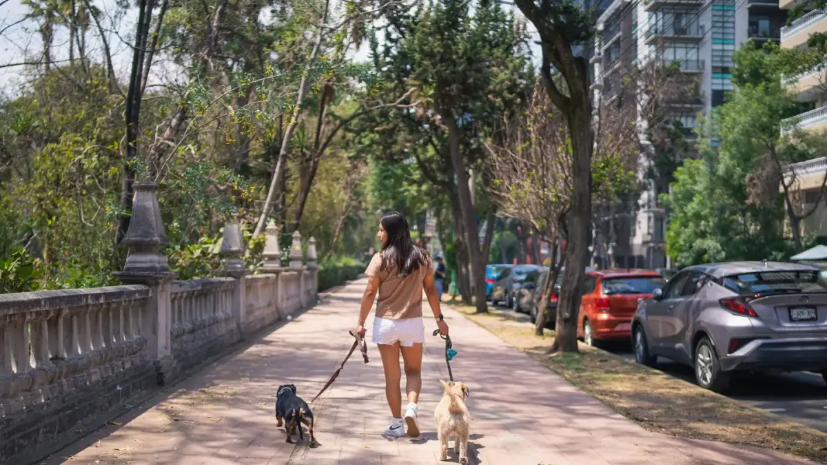 A leashed dog straining forward on a sidewalk while another dog passes