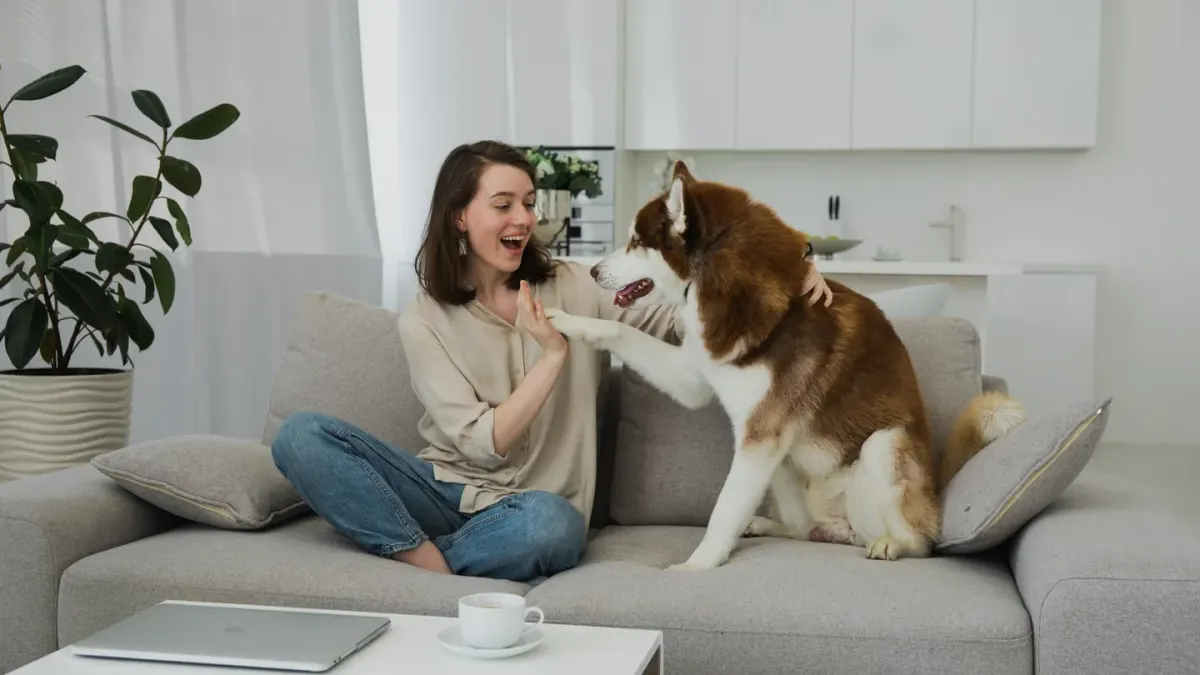 A medium-sized dog mid-play in a living room, front paws lifted off the floor