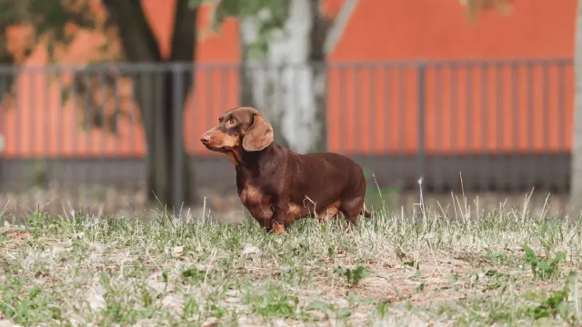 A medium-sized dog standing at a backyard fence barking