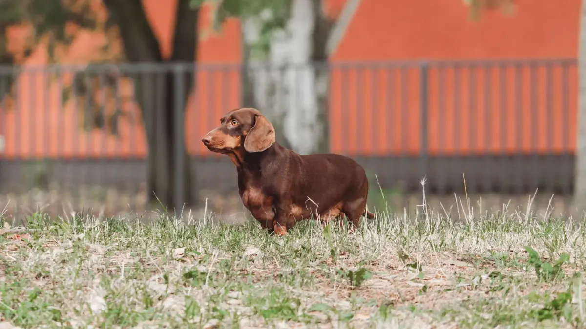 A medium-sized dog standing at a backyard fence barking