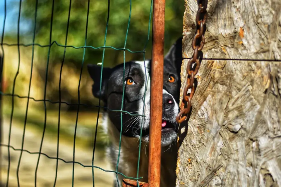A medium-sized dog standing at a backyard fence barking