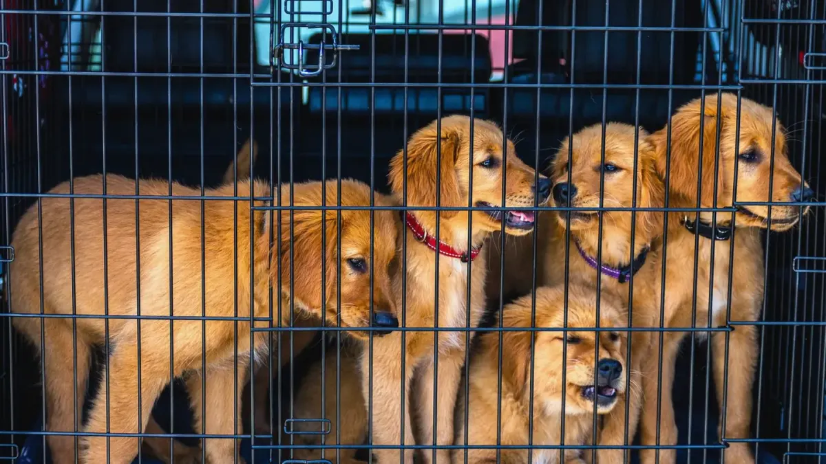 A newly adopted dog lying calmly inside an open crate in a living room