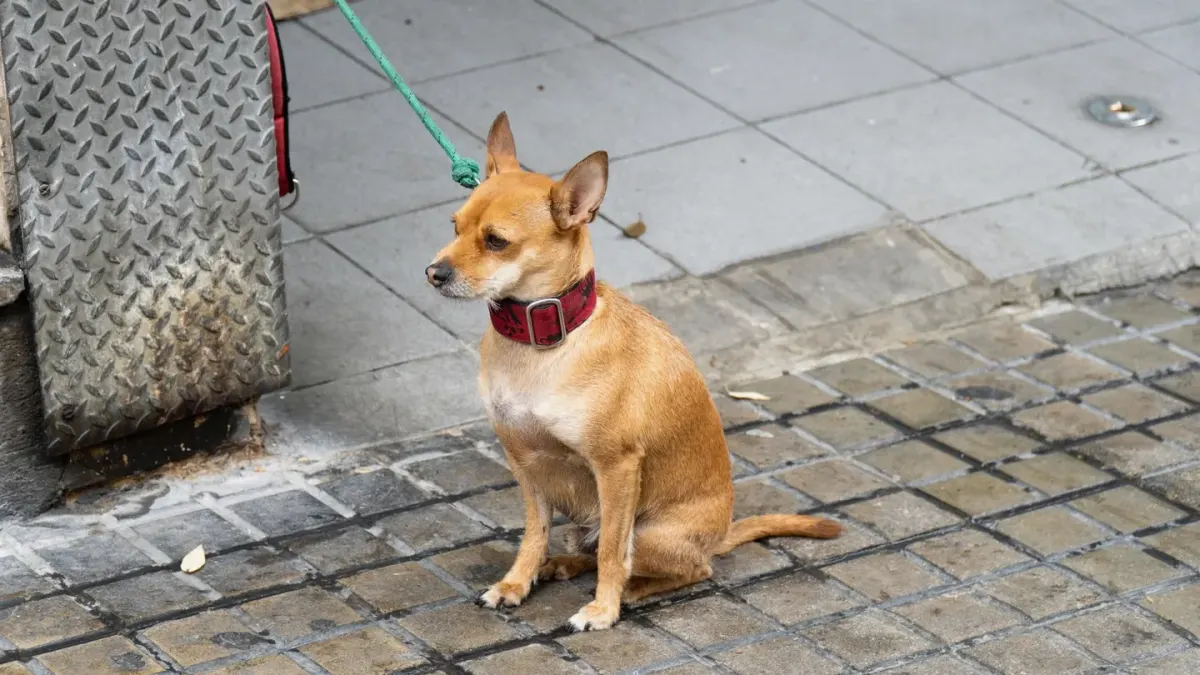A person guiding a leashed dog around a corner away from an oncoming trigger