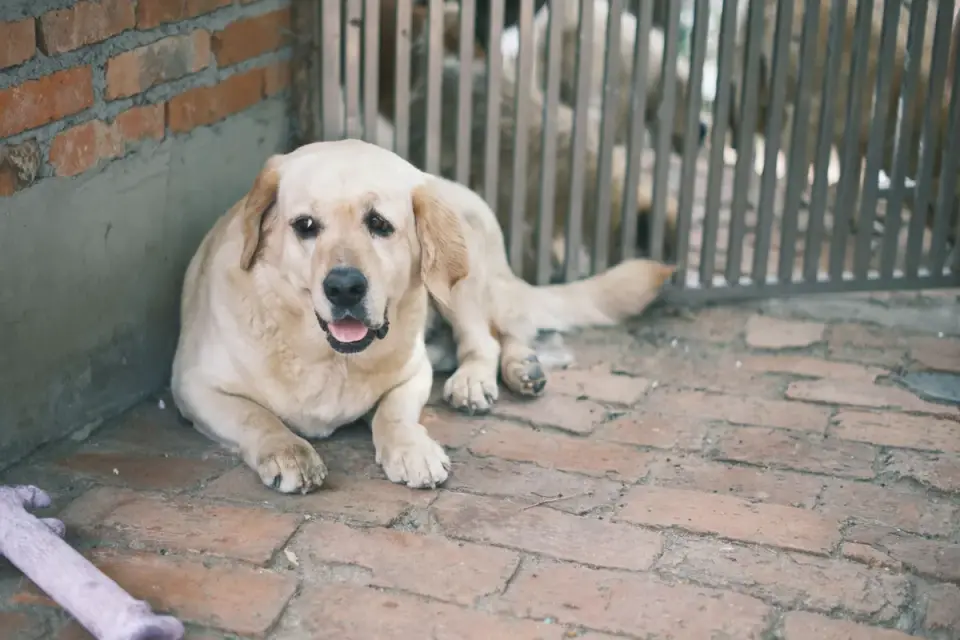 A person sitting calmly on the floor a few feet from a wary rescue dog