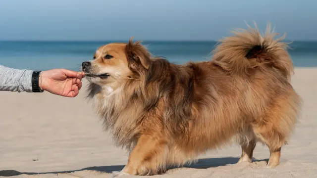 A pet owner holding two differently sized bags of dog chews side by side on a kitchen counter