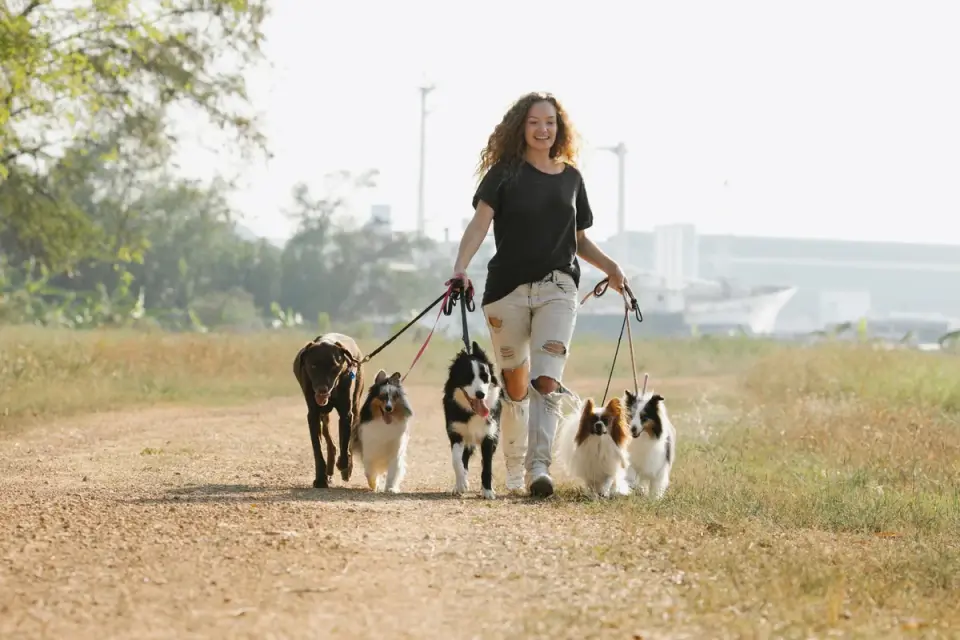 A pet sitter walking a dog on a leash near the front yard