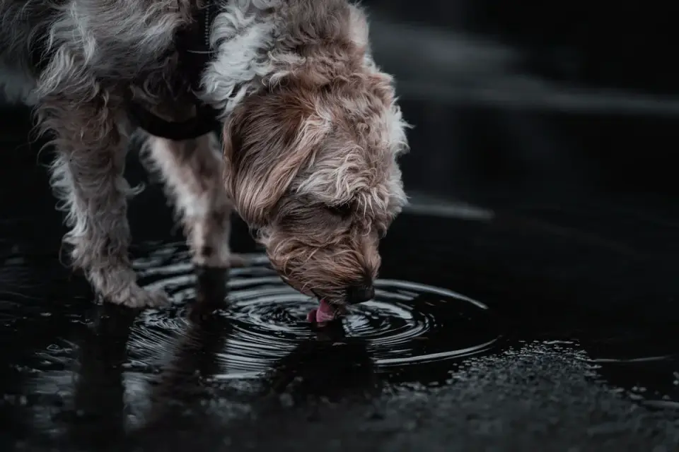 A puppy drinking water from a portable travel bowl at a rest stop