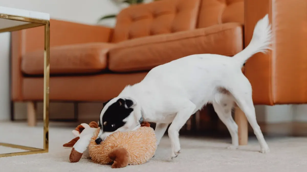A puppy gently mouthing a person's hand during a play session indoors