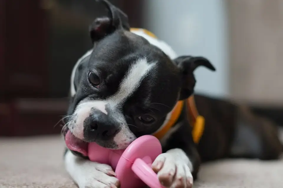 A puppy gnawing on a frozen stuffed chew toy