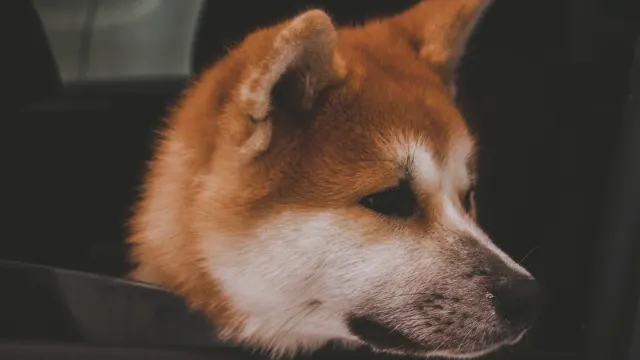 A puppy secured inside a travel crate in the back seat of a car