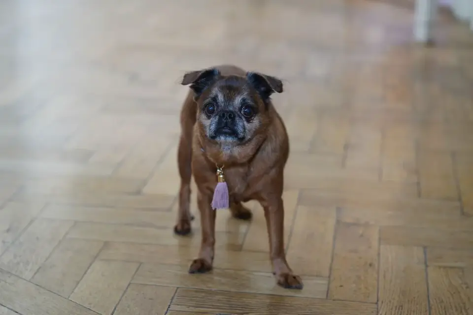 A puppy sniffing a small slice of apple placed on the kitchen floor