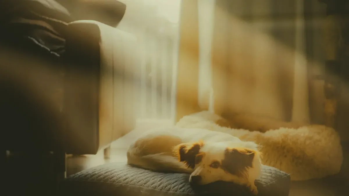 A senior dog lying calmly on a bed as evening light fades