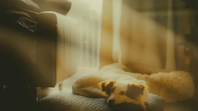 A senior dog lying calmly on a bed as evening light fades