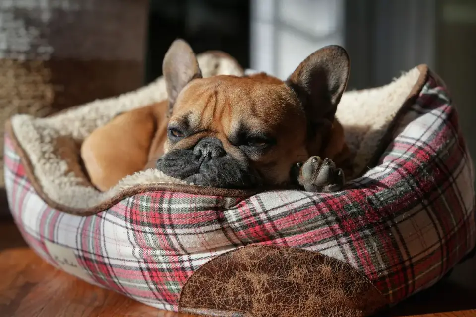A senior dog lying calmly on a bed with soft window light