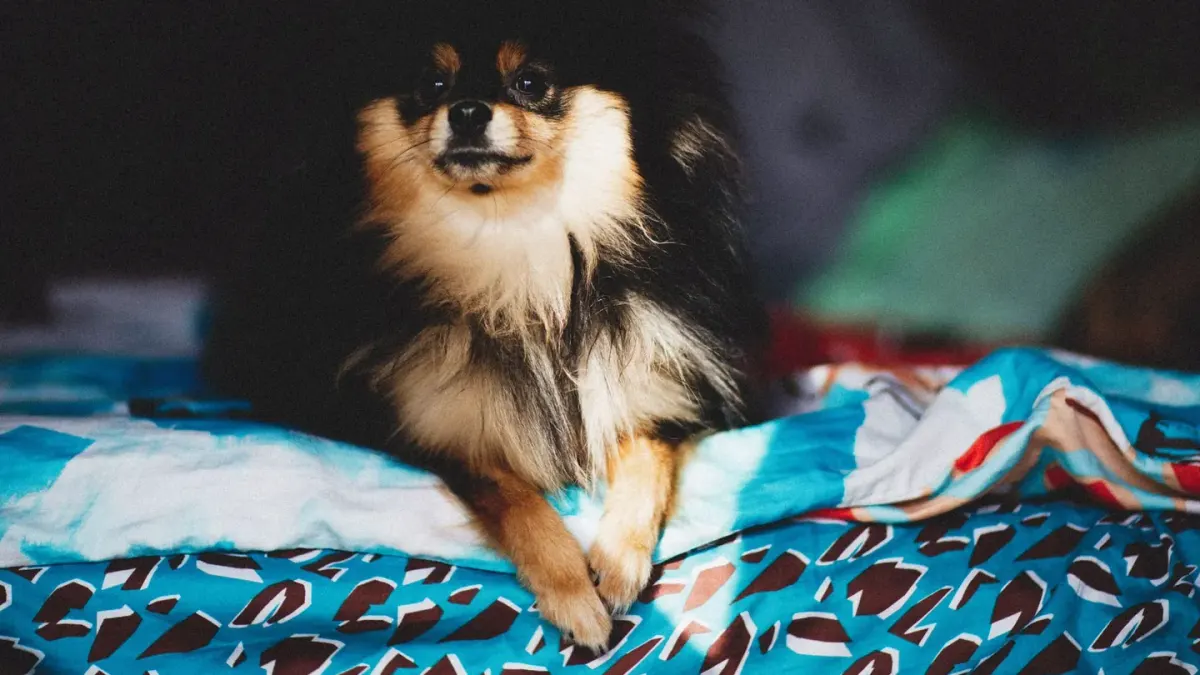 A senior dog lying on an orthopedic bed in a sunlit room