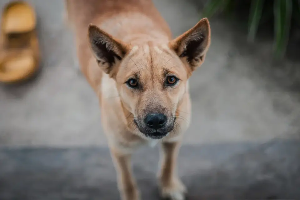 A senior dog pausing at the bottom of a staircase