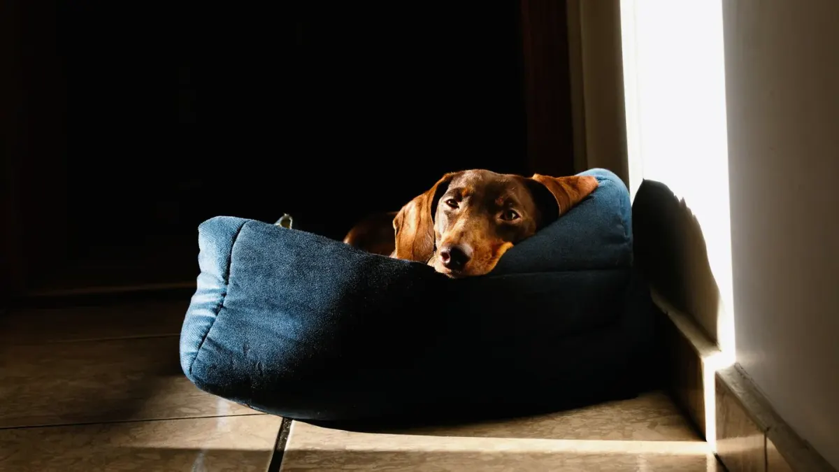 A senior dog pushing up from a dog bed onto hardwood flooring