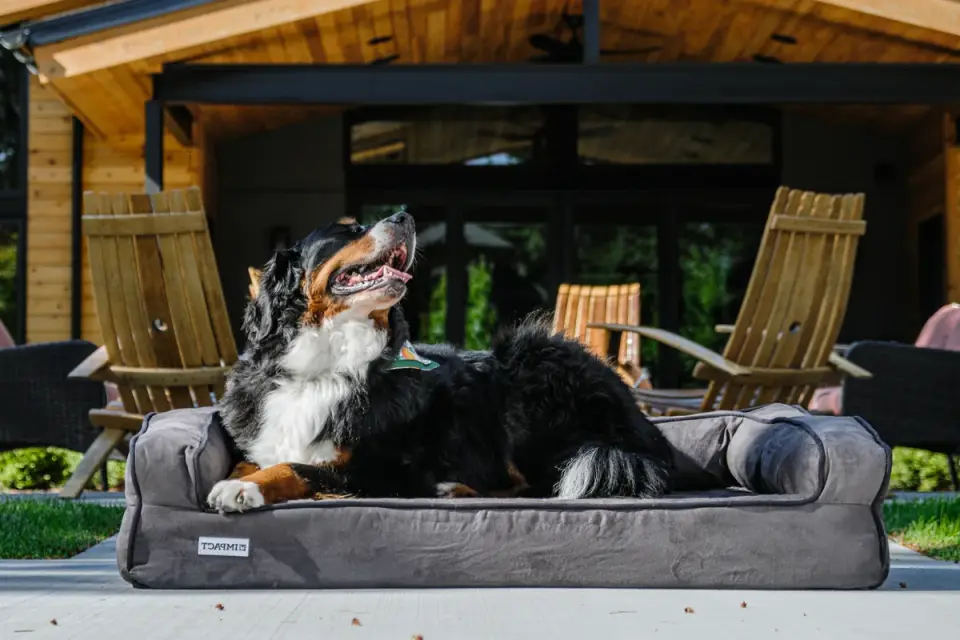 A senior dog resting calmly on a bed indoors