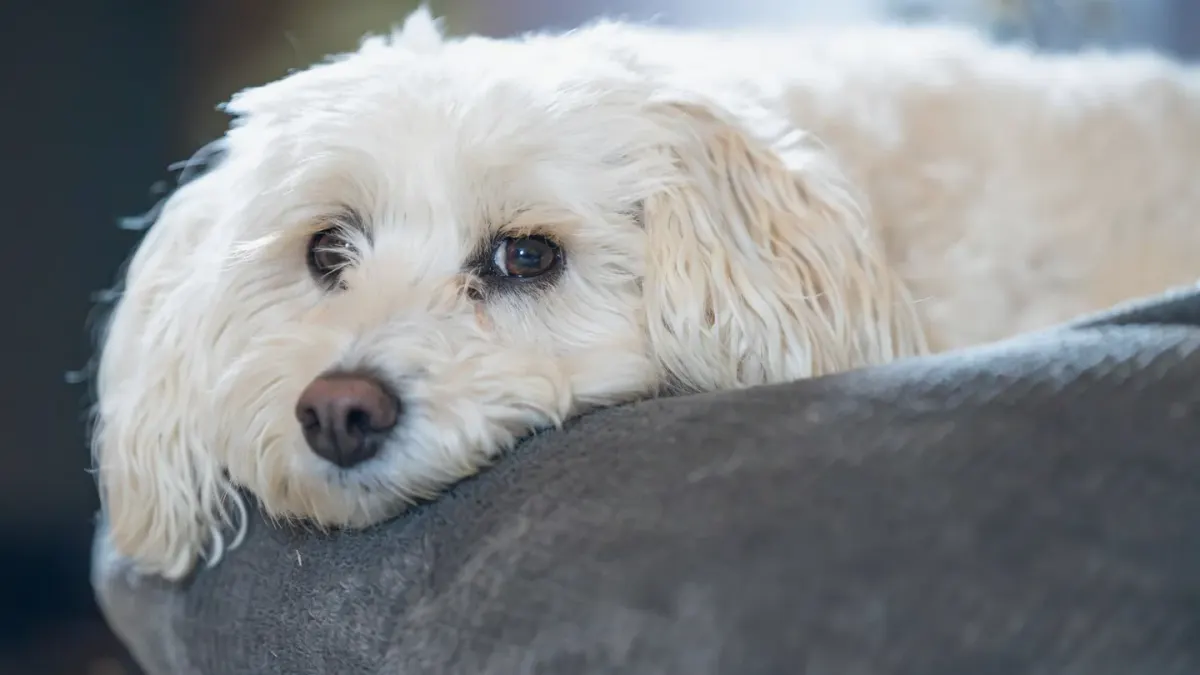 A senior dog resting calmly on a dog bed indoors