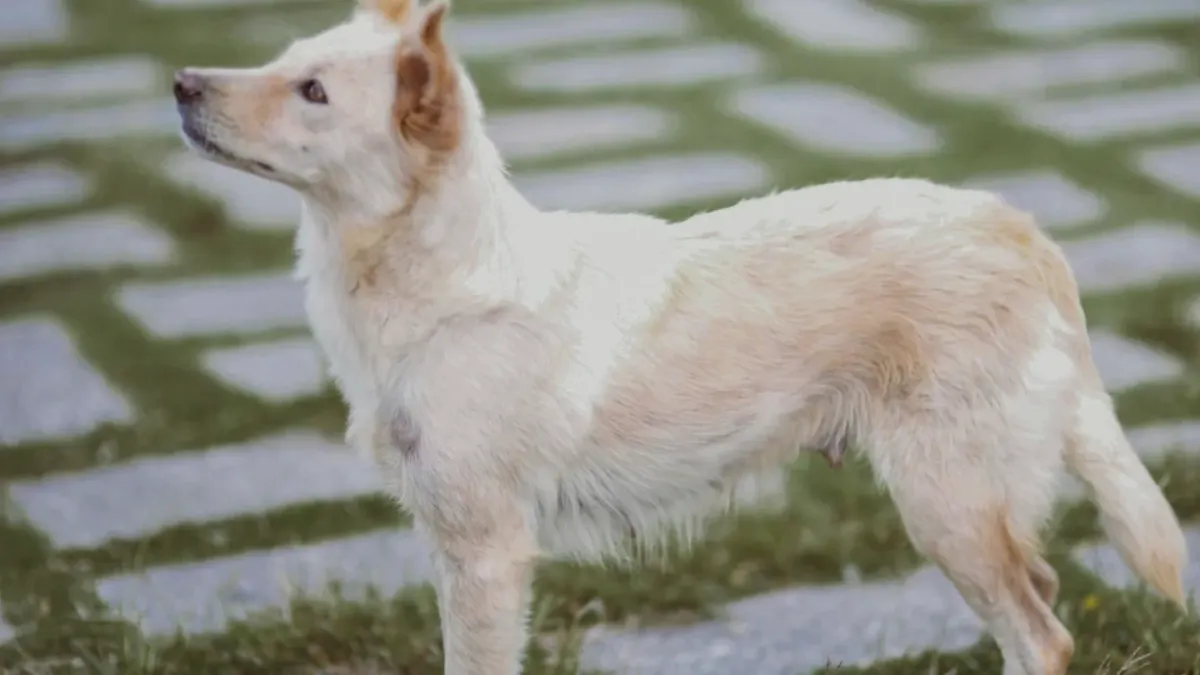 A senior dog resting on a hardwood floor with its hind legs tucked to one side
