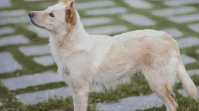 A senior dog resting on a hardwood floor with its hind legs tucked to one side