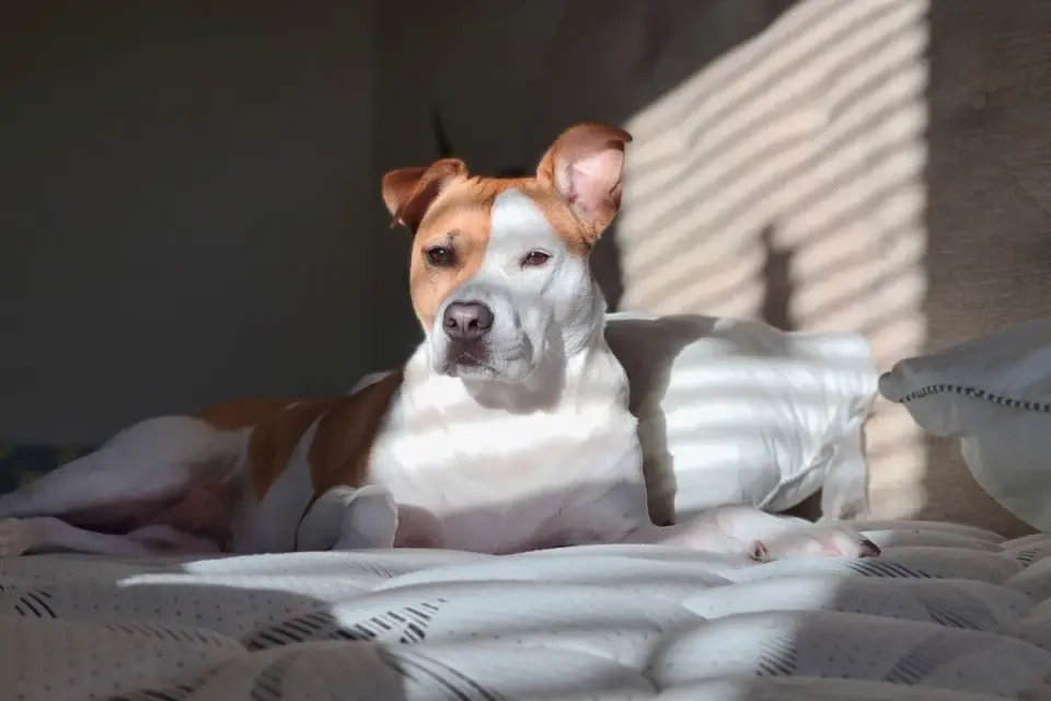 A senior dog rests on a supportive bed in a calm, quiet room