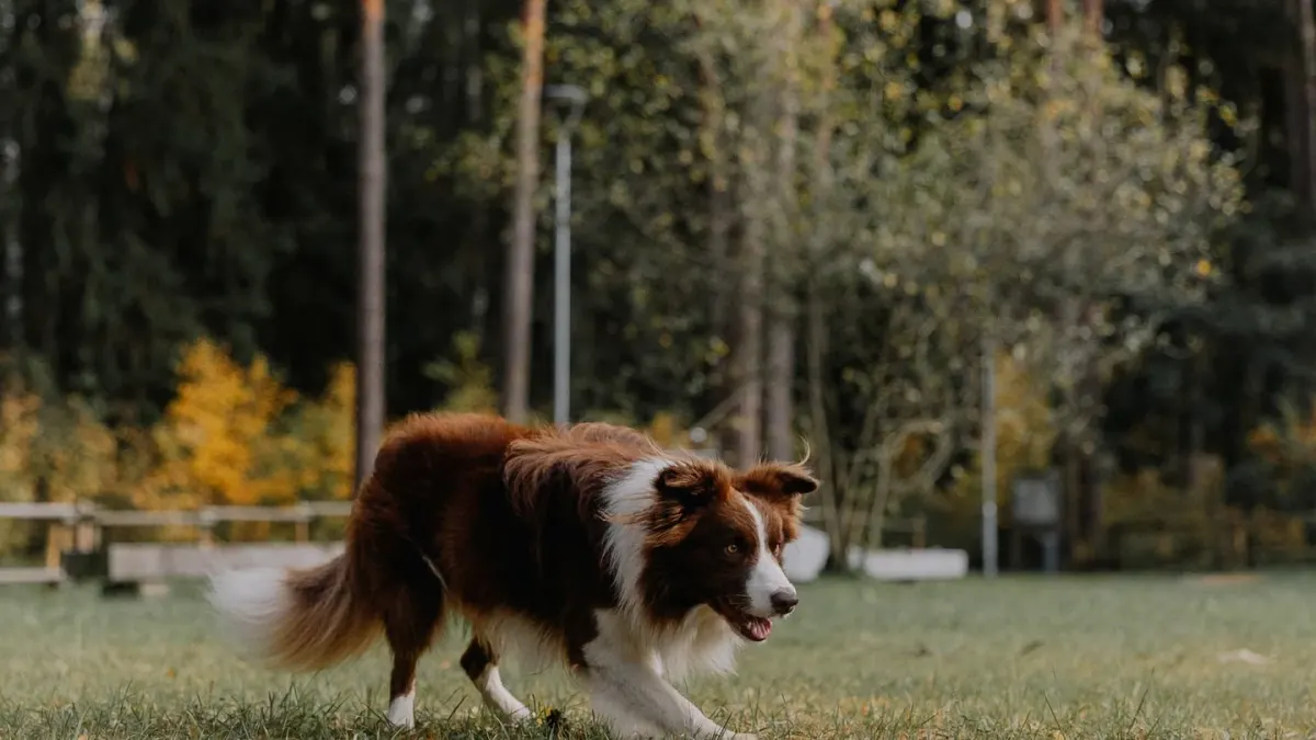 A senior dog walking across a grassy yard, weight shifted slightly off one hind leg