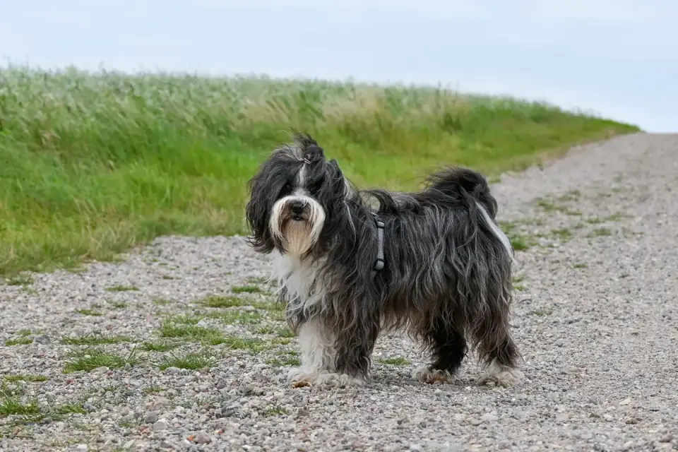 A senior dog walking with its owner on a gravel path at dusk