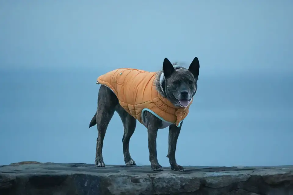 A senior dog wearing a fitted coat during a cold-weather walk