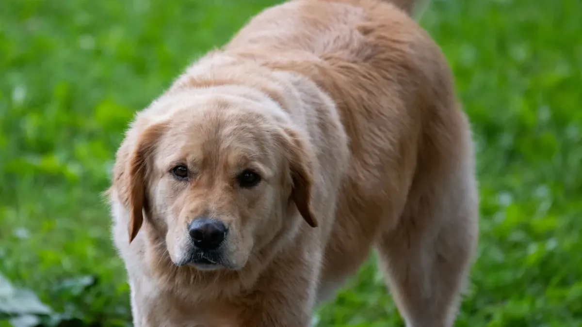 A senior golden retriever standing at the base of a few wooden porch steps