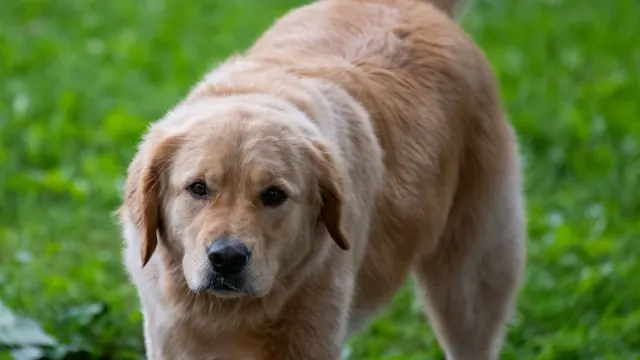 A senior golden retriever standing at the base of a few wooden porch steps