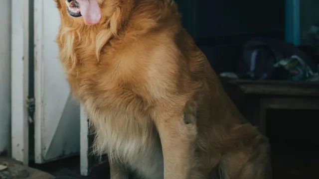 A senior golden retriever standing at the base of a few porch steps, weight shifted back