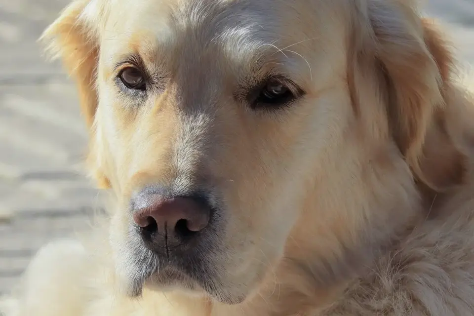 A senior golden retriever standing at the base of a few porch steps, weight shifted back