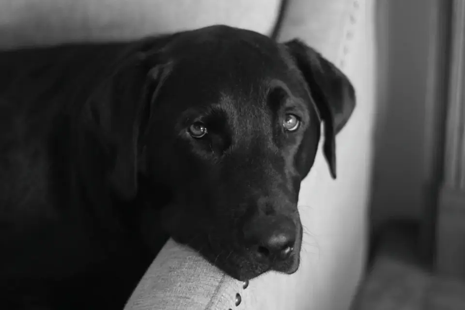 A senior Labrador Retriever resting comfortably on an indoor dog bed