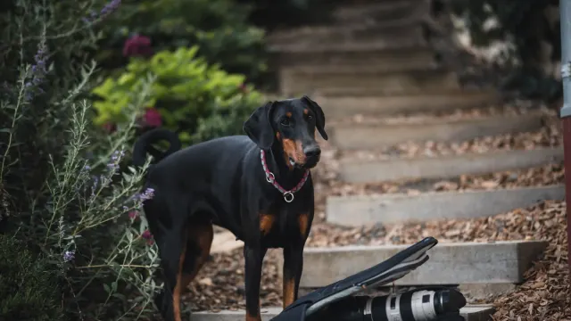 A senior mixed-breed dog standing at the bottom of a staircase, weight shifted off one hip