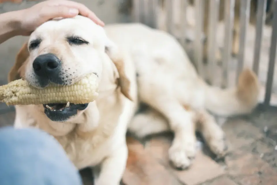 A senior yellow Labrador eating from a bowl in a home kitchen