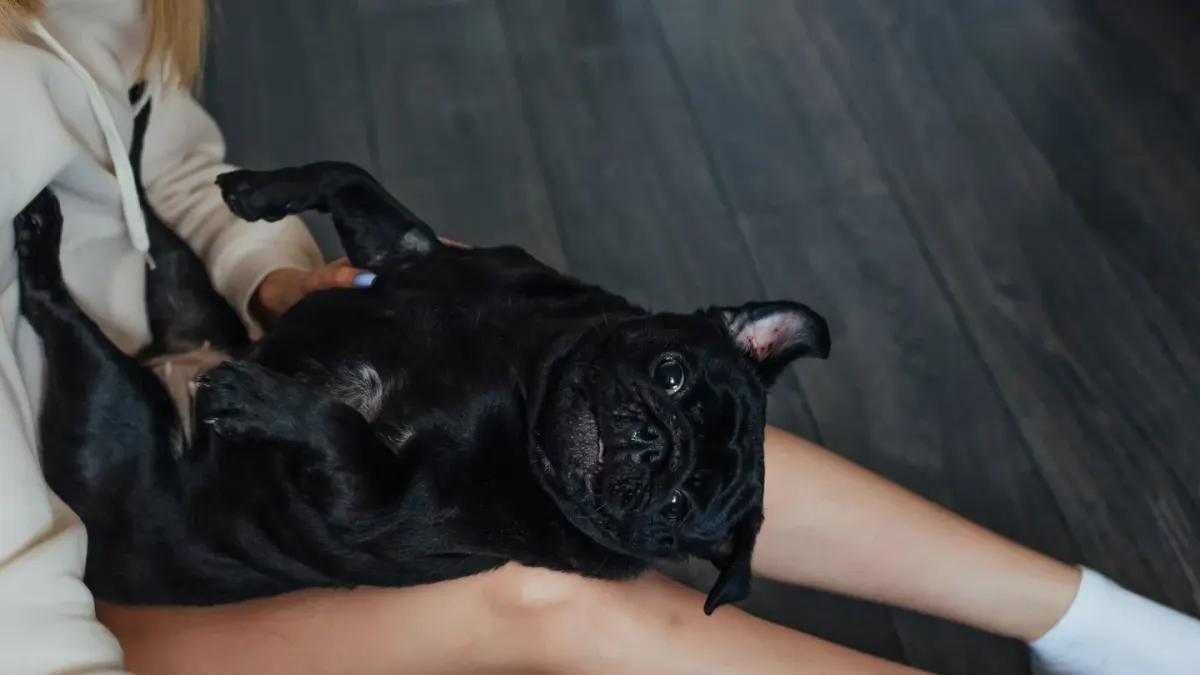 A small dog lying calmly against its owner's chest on a couch
