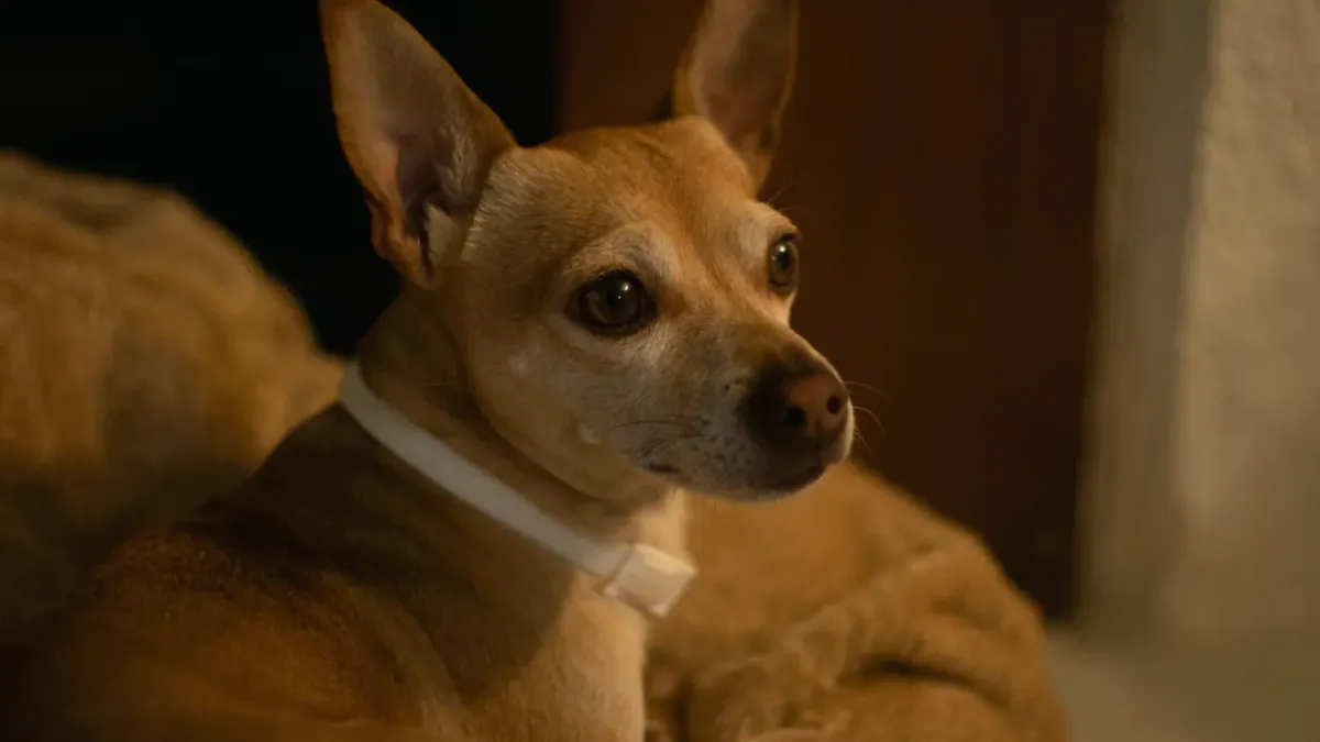 A small dog lying calmly against its owner's chest indoors