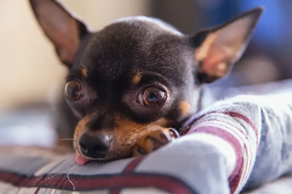 A small dog lying calmly against its owner's chest on a couch